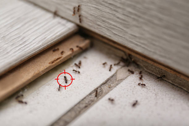 Best Residential Pest Control  in Veneta, OR