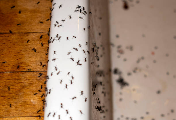Best Commercial Pest Control Services  in Veneta, OR