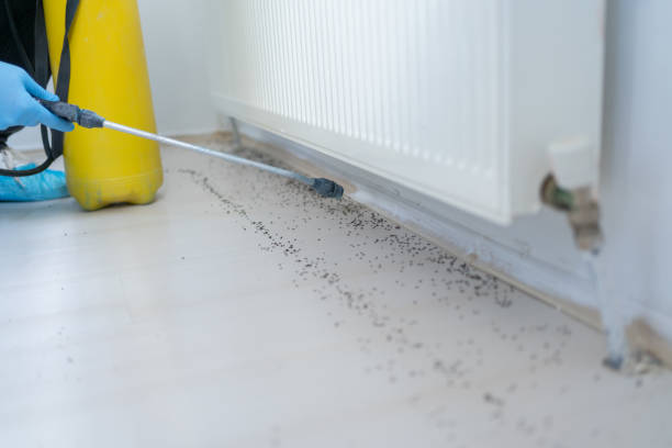 Best Local Pest Control Services  in Veneta, OR